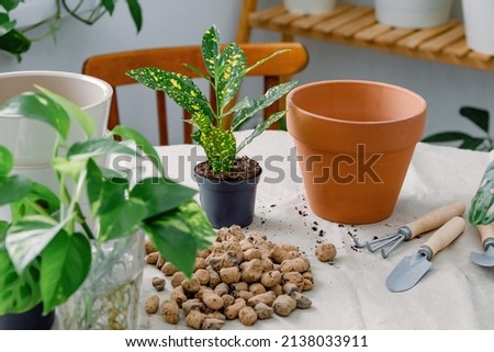 Preparation for potting houseplants using clay flowerpot, shovel and rake, soil, expanded clay for drainage. Codiaeum gold sun potted in a temporary flowerpot and ready for transplanting. Royalty-Free Stock Photo #2138033911