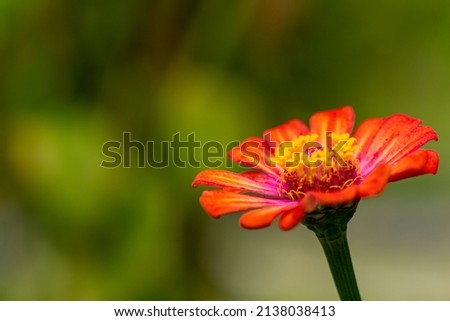 The zinnia flower that is blooming in the middle is yellow with a blurred green foliage background, nature concept