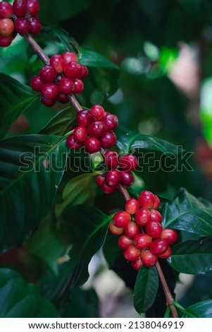 Red coffee berries on branch plantation with farmer harvest in the farm. Harvesting Robusta, and arabica coffee berries by agriculturist hands, Worker Harvest arabica coffee berries on its branch. Royalty-Free Stock Photo #2138046919