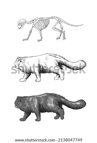 A collection of cat illustrations, with sketch outlines, bones, and the final work