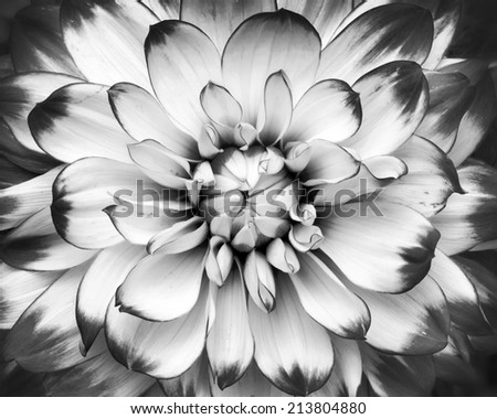 black and white macro shot of flower
