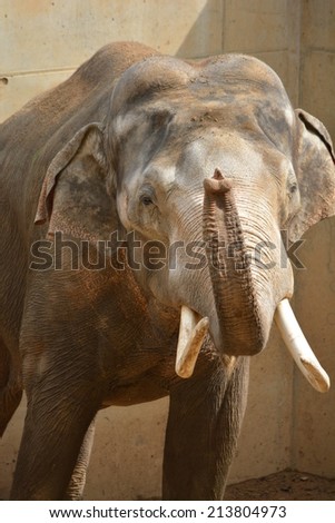 A huge and beautiful elephant with large white tusks raised its trunk. Face to face with an elephant. The wonderful world of animals. Completely unflappable and self-confident. Stock photo.