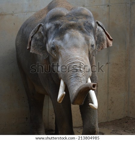 A huge and beautiful elephant with large white tusks raised its trunk. Face to face with an elephant. The wonderful world of animals. Completely unflappable and self-confident. Stock photo.