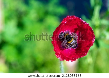 Bumblebee sitting in a red poppy flower 