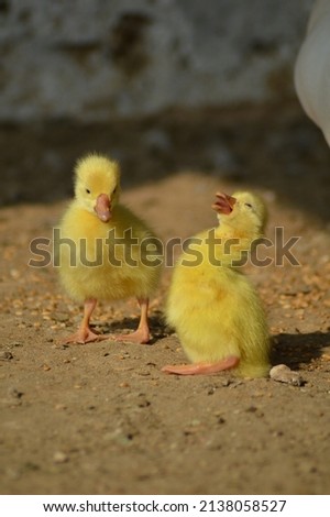 A picture of two ducklings laughing