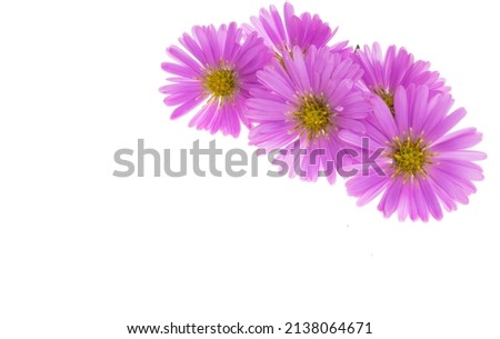 perennial aster flower isolated on white background