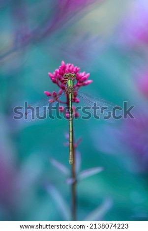 Macro of a vivid green damselfly landed on a pink flower against vivid teal background with bokeh and blur and shallow depth of field
