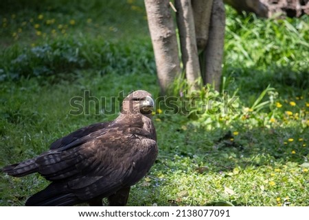 Brown eagle standing on the green grass 