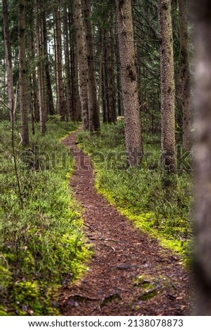 A small path through the woods in Chiemgau, Bernau, Bavaria, Germany.