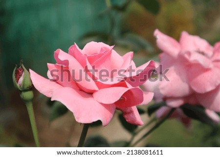 detailed picture of pink rose