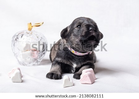 A small newborn puppy whines, squeaks among heart-shaped candies. A small black miniature schnauzer puppy is asking for his mother. Pet care. National Puppy Day Royalty-Free Stock Photo #2138082111