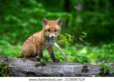 Red fox, vulpes vulpes, small young cub in forest. Cute little wild predators in natural environment. Wildlife scene from nature