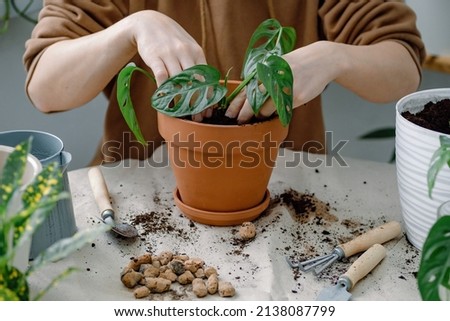 Female hands potting monstera monkey mask. Preparation for transplanting a houseplant using extended clay, soil, shovel, rake and flowerpot.  Royalty-Free Stock Photo #2138087799