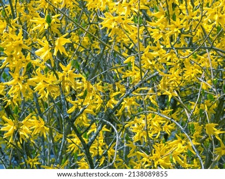 Background of yellow bushes of Forsythia flowers in full bloom. Close-up shot