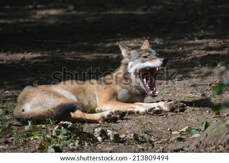 Wolf with open mouth. Wolf grin. The gaze of a wolf. The world of animals. Stock photo. 