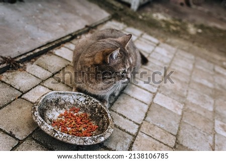 A beautiful gray hungry cat sits on a tile and eats dry food from an old aluminum bowl. Photo of a pet.