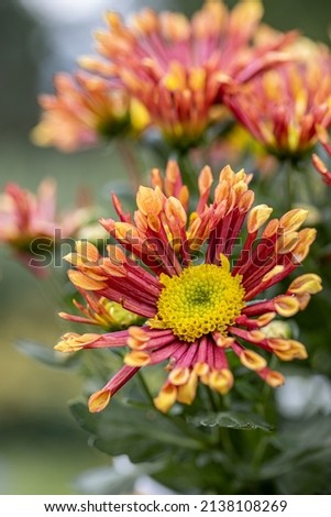 Fresh bright special chrysanthemums. Background for a beautiful greeting card. Autumn and summer flowers in the garden. Flowering yellow and orange chrysanthemum. Close up detail with lovely bokeh.