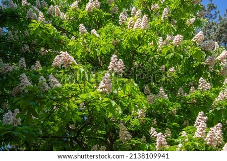 Aesculus hippocastanum horse chestnut tree in bloom, group of white flowering flowers on branches and green leaves