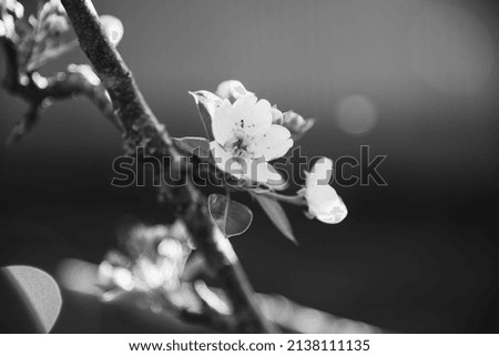 Black and white flowering pear tree in early spring