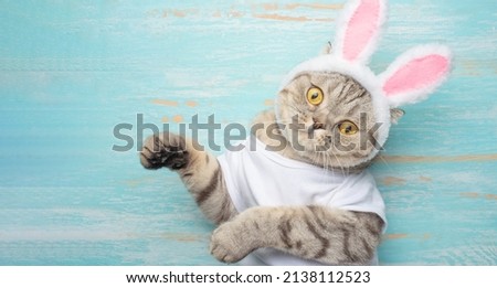 Easter Bunny.Scottish cat in the form of an Easter rabbit with a basket of Easter eggs. Holiday background, funny picture. spring holiday