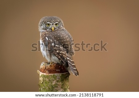 Eurasian pygmy owl ( Glaucidium passerinum )