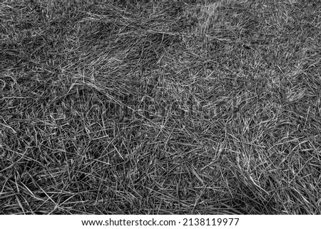 A field of mown grass. Natural texture of a beveled field, background for a post, screensaver, wallpaper, postcard, poster, banner cover, header for a website. Black and white high quality photography