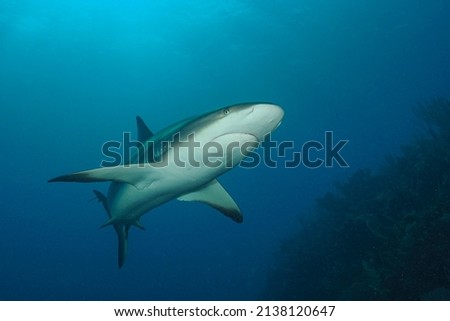Caribbean reef shark (Carcharhinus perezi) Jardines de la Reina, Cuba