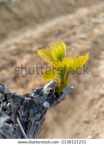 Natural pictures of small growths of grape trees in Egypt on the northern coast. The beginning of the grape season.