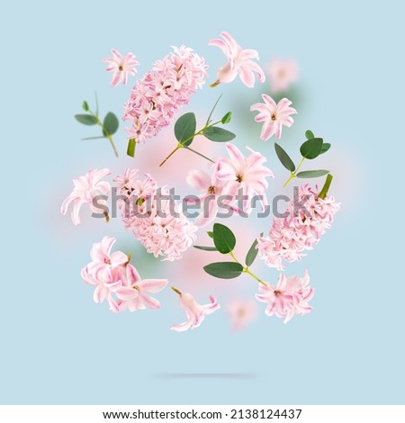 A picture with rose hyacinth flowers and green leaves flying in the air on spun sugar background. Levitation concept. Floating petals on a light blue. Postcard with wedding, women's day, mother's day.