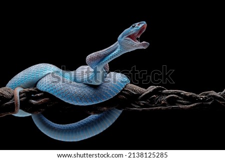 Blue viper snake on branch with black background, viper snake ready to attack, blue insularis snake, animal closeup Royalty-Free Stock Photo #2138125285