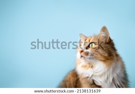 Fluffy cat looking to the side on light blue background. Cute long hair female calico or torbie cat staring at something. Pet on colored background with copy space. Selective focus on snout.
