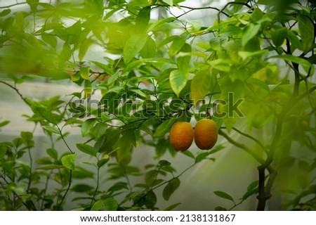  Green lemon tree. High quality photo