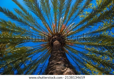 The big palm tree of the center of barcelona with blue sky