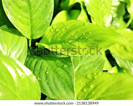 fresh green plants with water