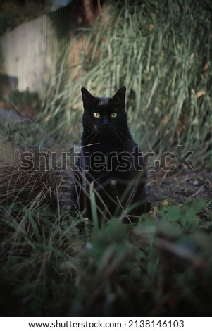 Black cat sat in the middle of a garden Royalty-Free Stock Photo #2138146103