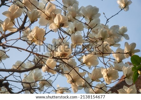 The view of the white Magnolia flowers on the background of the brown thatched roof of Gassho style house. Japan