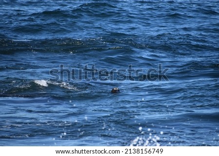 Wild California Sea Otters floating in the surf