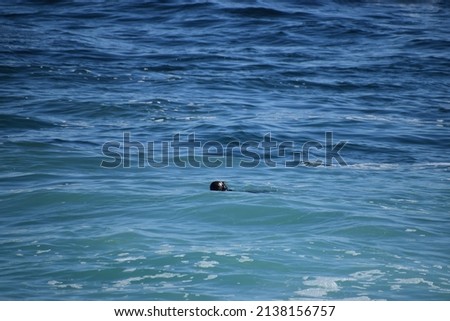 Wild California Sea Otters floating in the surf