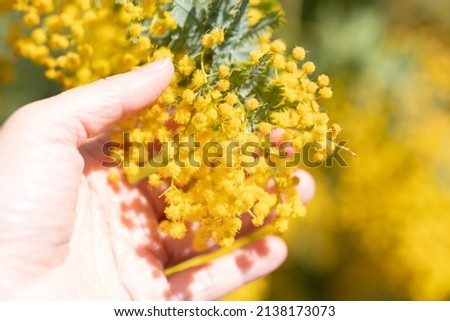 Yellow mimosa flower during spring. Royalty-Free Stock Photo #2138173073