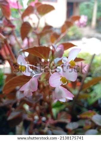 Begonia Grandis, Pictured in the morning,