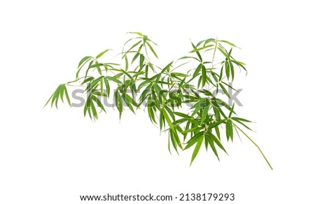 green bamboo leaves isolated on white background Royalty-Free Stock Photo #2138179293