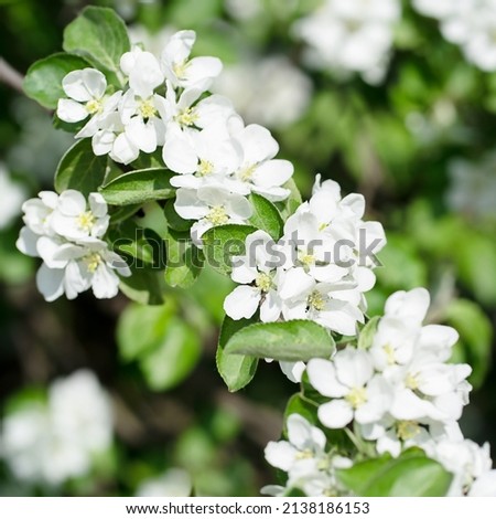 Blurred White beautiful flowers in apple tree blooming in the early spring, natural backgroung