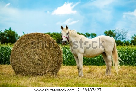 The white horse at the haystack Royalty-Free Stock Photo #2138187627