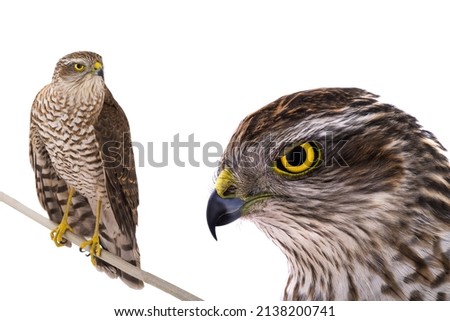 hawk isolated on a white background Royalty-Free Stock Photo #2138200741