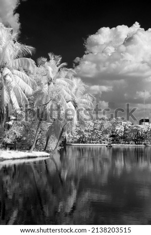 Infrared black and white photography Lumphini Park, White trees, Outdoor 