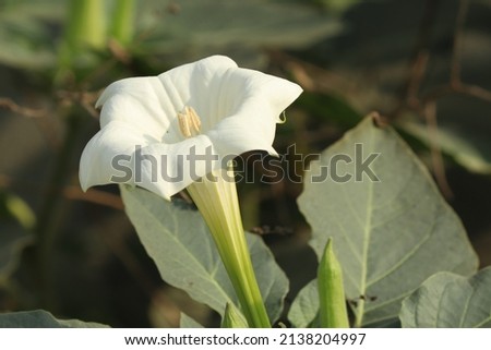 Closeup of a Datura flower