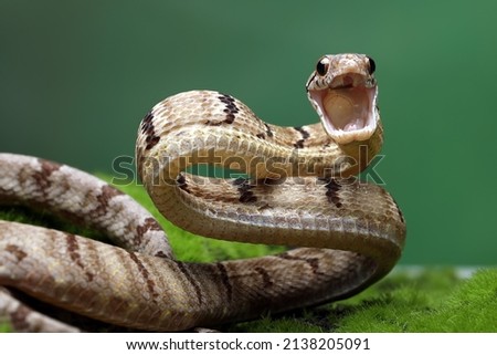 Boiga cynodon commonly known as the Dog-toothed Cat Snake, is a snake native to South East Asia. 
