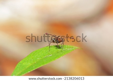 The Stalk-eyed fly insect on leaf Royalty-Free Stock Photo #2138206013