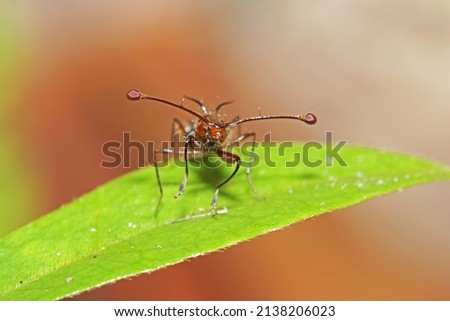 The Stalk-eyed fly insect on leaf Royalty-Free Stock Photo #2138206023