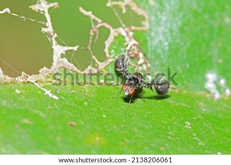 A fly insect on leaf in nature